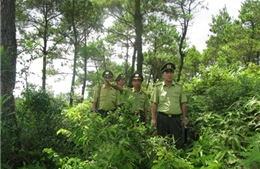 Tuyên Quang tăng cường bảo vệ và phát triển rừng